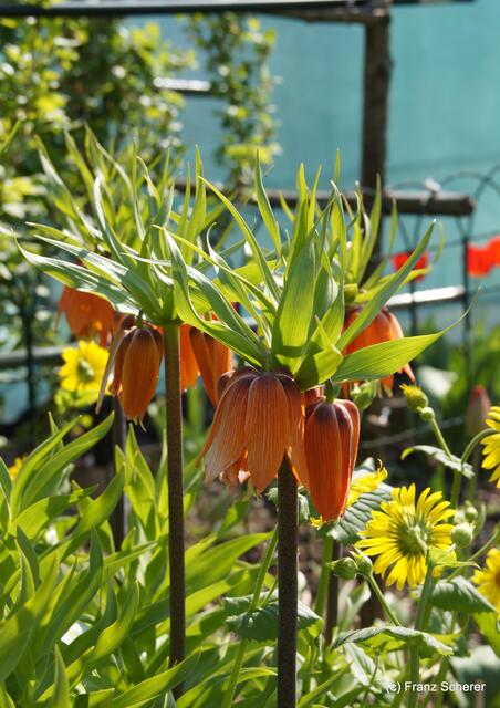 Bunte Frühlingsgartenwelt 2011 - Die Kaiserkrone (Fritillaria imperialis) ist eine Pflanzenart aus der Gattung der Fritillaria in der Familie der Liliengewächse (Liliaceae). Sie ist giftig. (Quelle: Wikipedia)