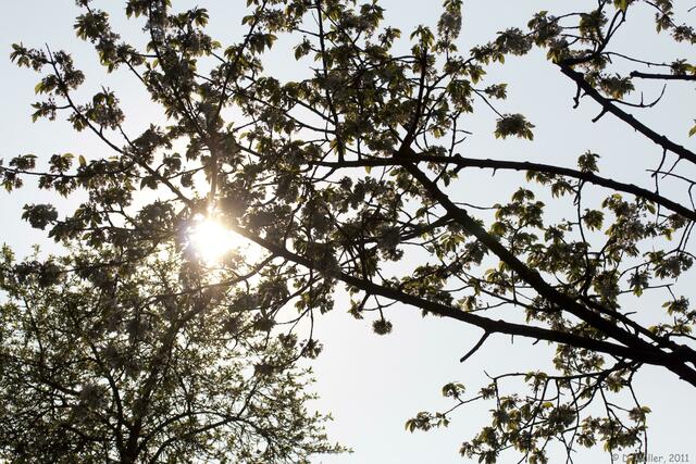 Sonne im Kirschbaum