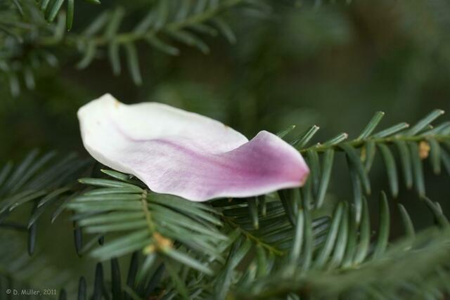 War auch mal eine Magnolienblüte