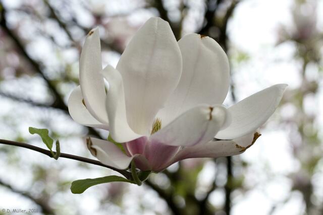 Magnolienblüte