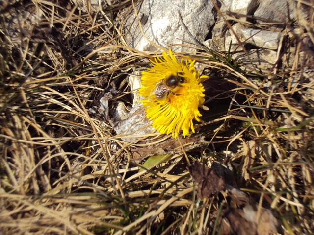 Huflattich mit Besucher