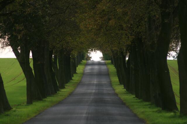 Ländliche Allee zwischen Eldagsen und Mittelrode, zu jeder Jahreszeit sehenswert