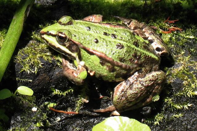Teichfrosch