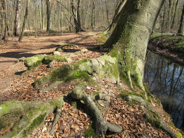 So mancher Baum, der sich als Jüngling zu weit ans Ufer vorgewagt hat....