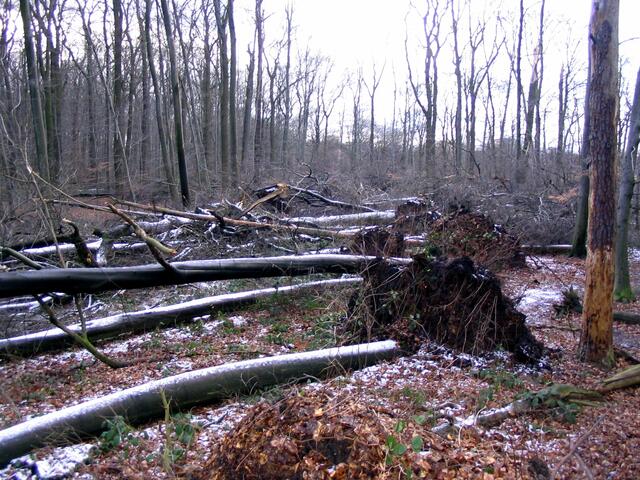 Auch die Eilenriede war davon betroffen. Flächenbruch an der Alten Bult.