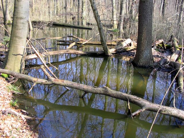 Im Winterhalbjahr stehen in diesen Gebieten große Bereiche unter Wasser. Sie dienen langfristig dazu, einen Hainbuchenwald zu erhalten.