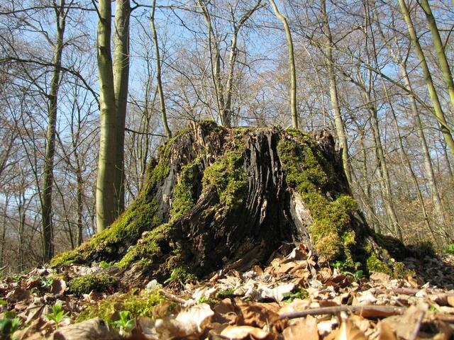 Ein Insektenparadies. Wo die sind, da gibts auch Vögel, und wer möchte schon einen Wald ohne Vögel haben.