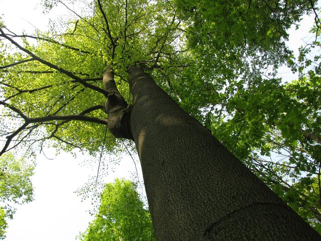 Buchen und Eichen machen 65 Prozent des Waldbestandes der Eilenriede aus.