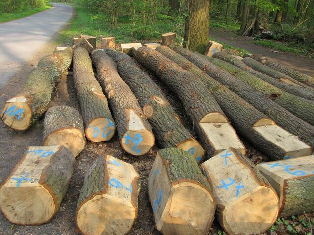 Durch Holzverkauf wurden im Jahr 2010 etwa 100 000 Euro erwirtschaftet.