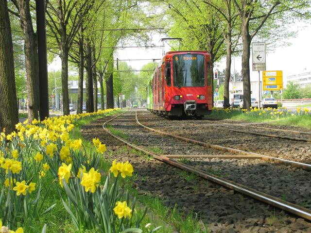 Die Hans-Böckler-Allee trennt die südliche von der nördlichen Eilenriede.