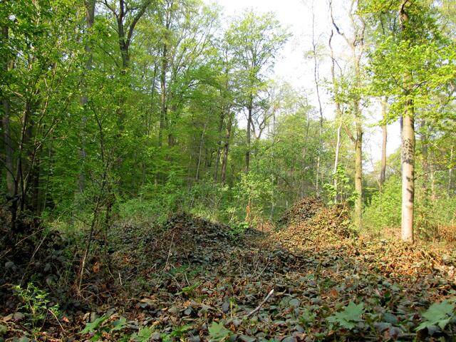 Im April 2011 ist die Lichtung völlig überwuchert. Brombeergestrüpp hat sich ausgebreitet.