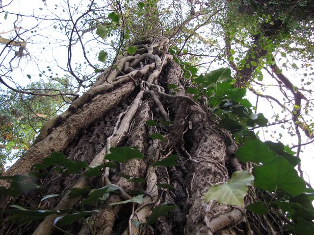 Auch so mancher lebende Baum ist heiß begehrt.