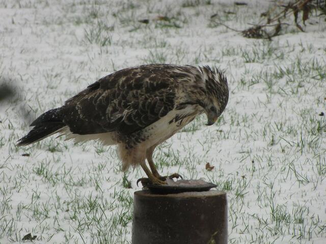 Dieser Mäusebussard kam einen Winter tagtäglich aus der Eilenriede in unseren Garten und holte sich seine Fleischration ab. Siehe auch "Hungriger Bussard in unserem Garten".