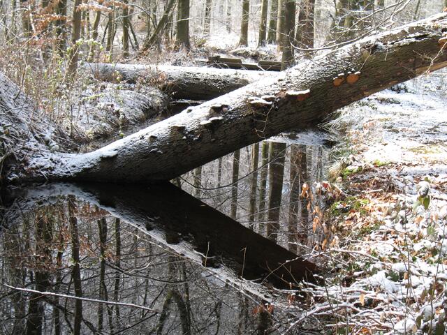Ihnen wurde im Jahr 1371 dabei die Auflage gemacht, den Wald zu hegen und zu pflegen.