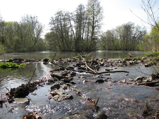 Der Ententeich (Vierthaler Teich) leitet vom Erholungsgebiet Eilenriede....