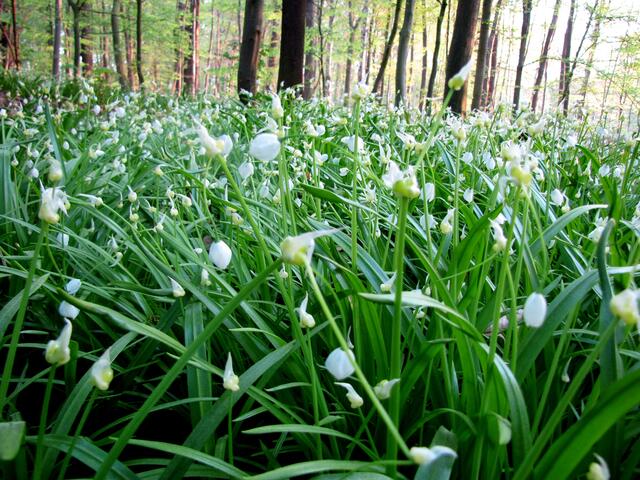 Besonders in der östlichen Eilenriede breitet sich der Wunder-Lauch, auch Seltsamer Lauch oder Berliner Lauch genannt, großflächig aus. Er gehört eigentlich nicht in unsere Landschaft. Im Kaukasus und in Zentralasien ist er zu Hause.