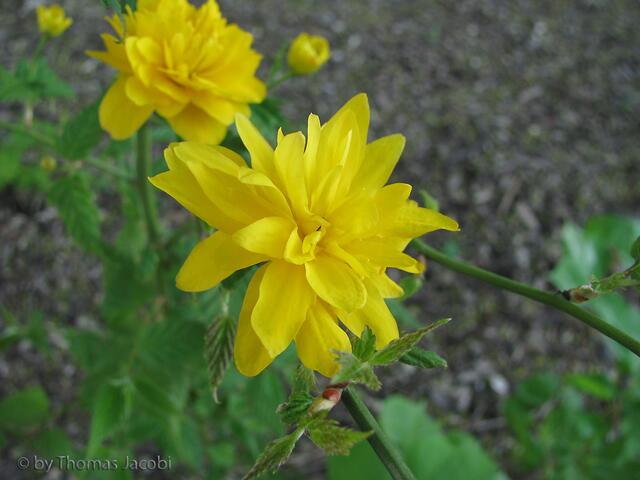 Hier die Blüten von diesem Strauch.