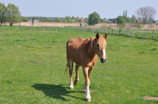 bei Oelerse im Burgdorfer Land