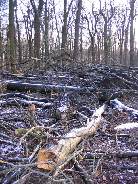 Flächenbruch an der Gustav-Brandt-Straße in der Südstadt. 1000 Bäume fielen den Orkanböen in der Eilenriede zum Opfer.