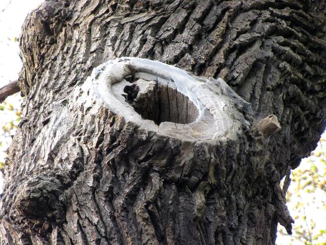Ein Qaurtier für Fledermäuse.