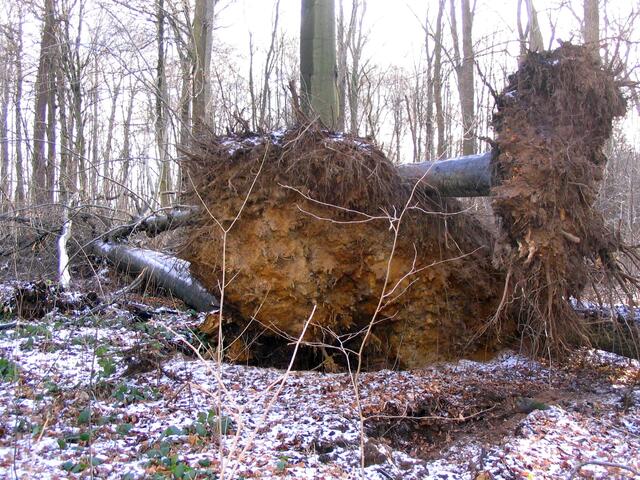 Im Januar 2007 zog der Orkan Kyrill eine Schneise der Verwüstung quer durch Europa.