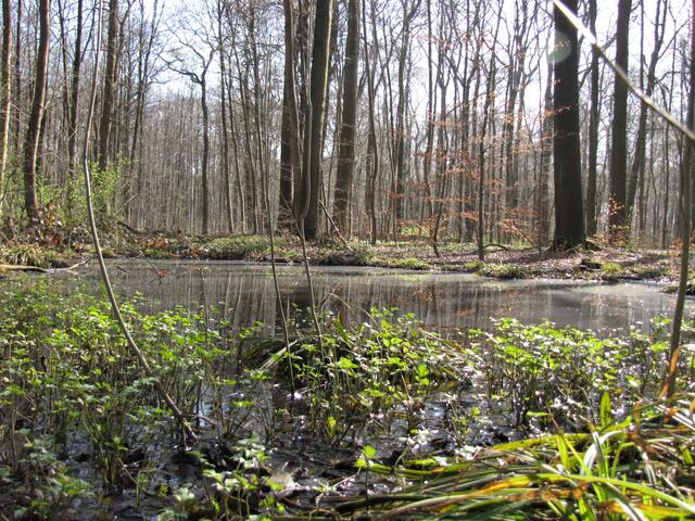So entstehen Biotope von unschätzbarem Wert. Seltene Pflanzen siedeln sich an.