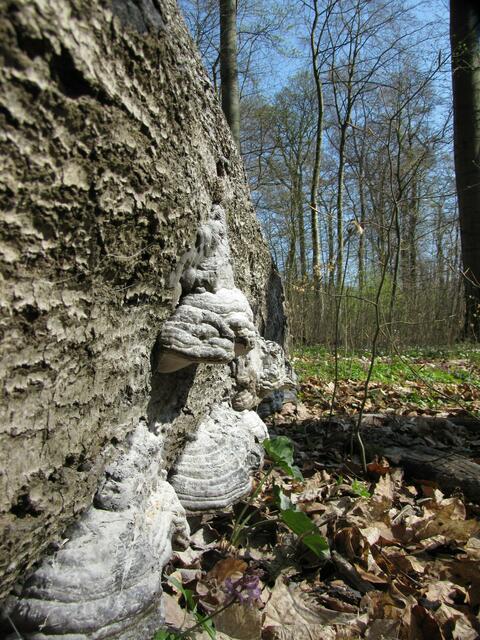 Auch der Lebensraum für Pilze.