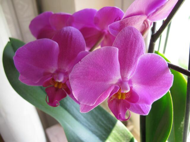 Zum vergleich mal eine normale Orchidee