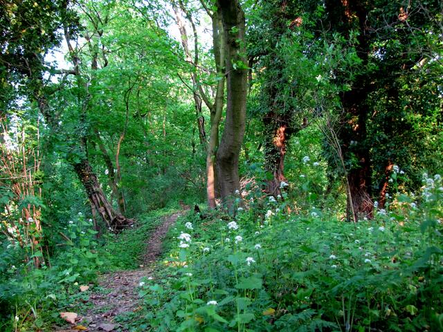 Der urwüchsige Wald ist kaum von Menschenhand beeinflusst, er hat sich selbst ausgesamt