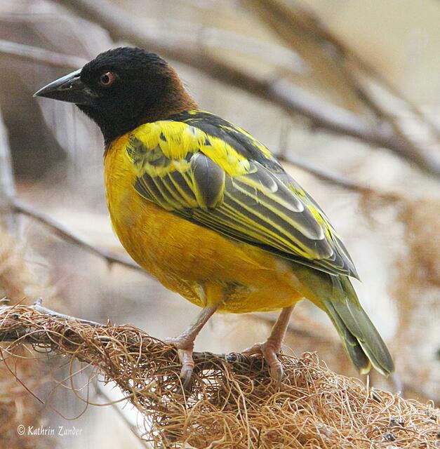 Echt, und welche Farbe hatte der Hut?