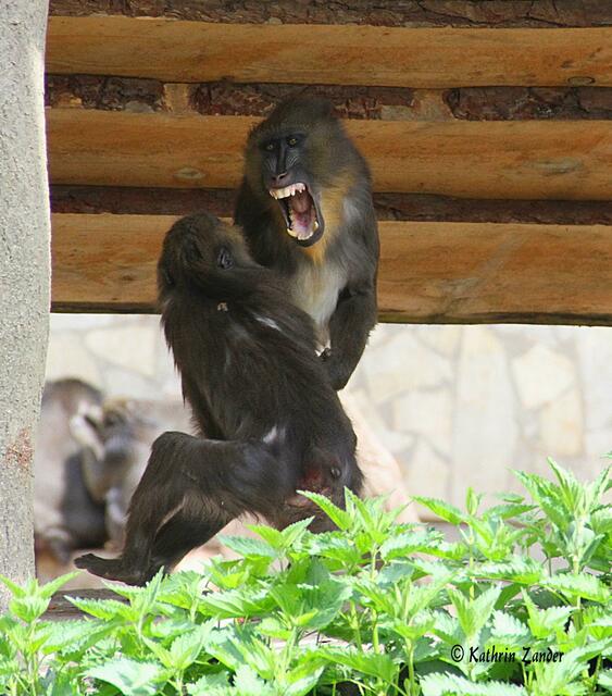 RUHE!!!! Die sagen gerade JA