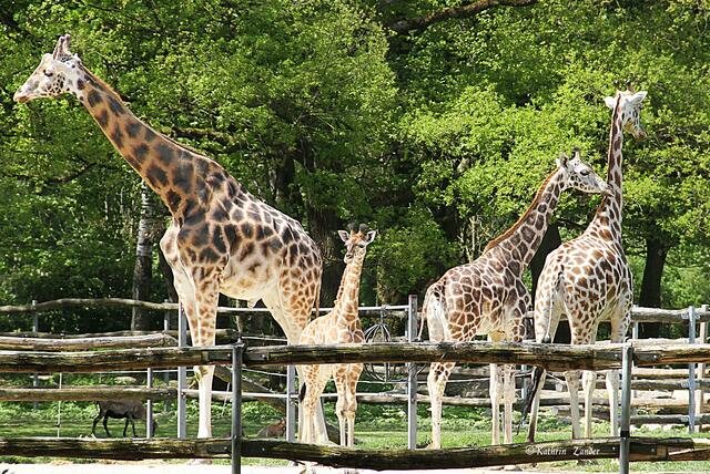 zum heiraten bist Du noch zu klein! Basta!