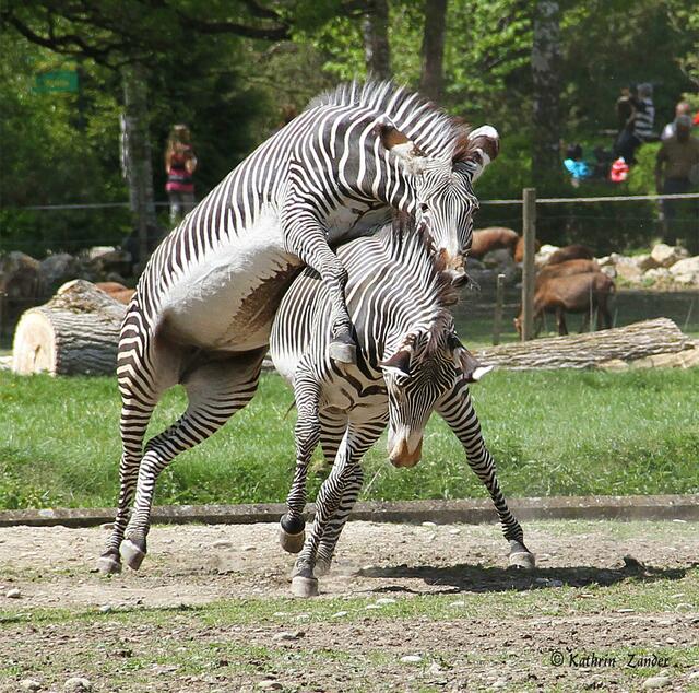 ich will den blöden Hut nicht aufsetzten!