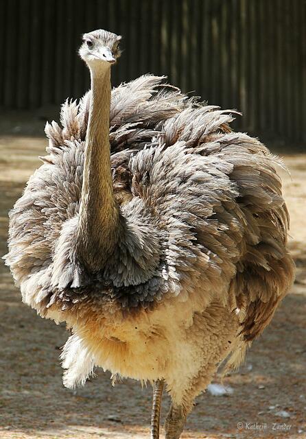 das Kleid würde mir auch stehen