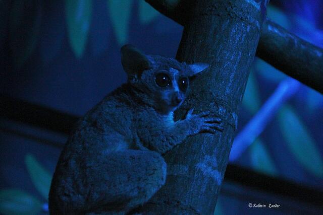 bei mir oder bei dir?