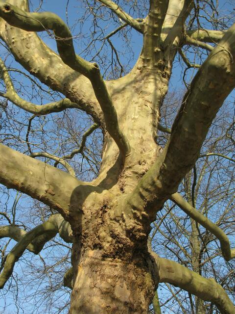 "Alt wie ein Baum möchte ich werden", heißt es in einem Lied der Puhdys.