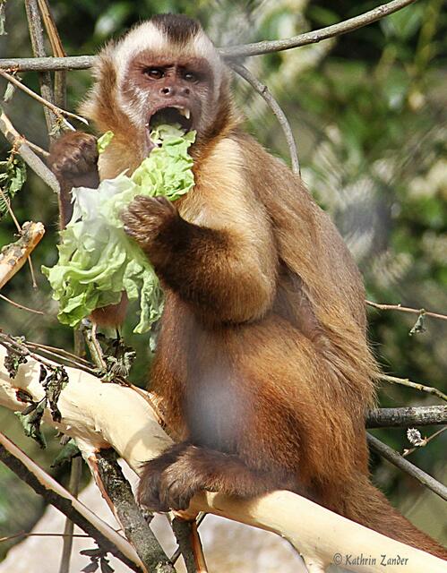 Salat macht schön!!!!!