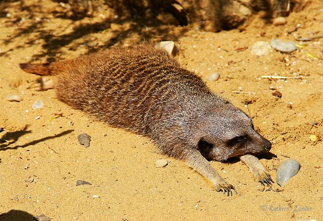 Ich bin platt!!!!!!!!! Man ist die der Hammer!!