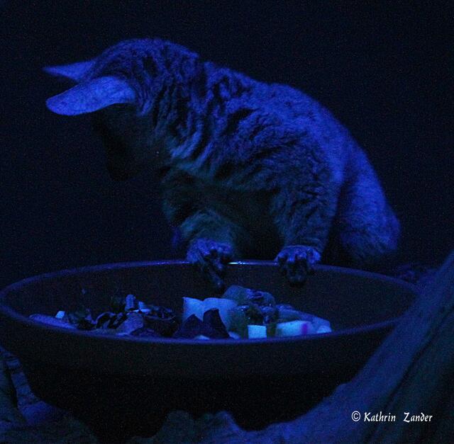 das versteh ich auch nicht