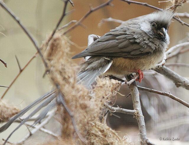 Meiner ist viel schöner!