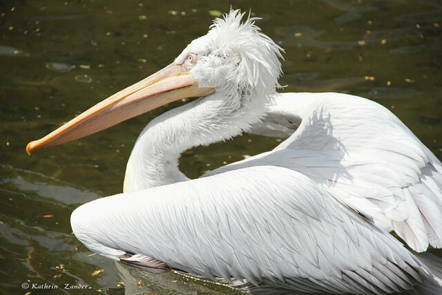 So hätte das Kleid aussehen sollen