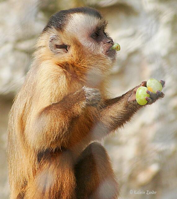 neee der mag nur kein Obst