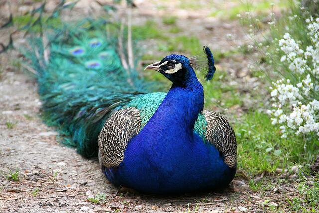 ich bin sowieso der Schönste!