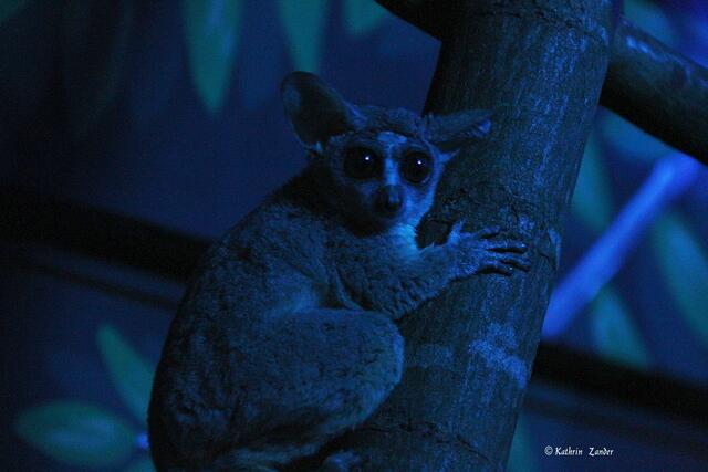 um 23 Uhr kommt die Wiederholung