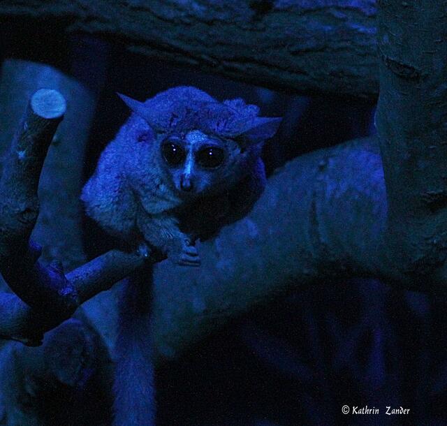 wieso heiraten die am Tag?