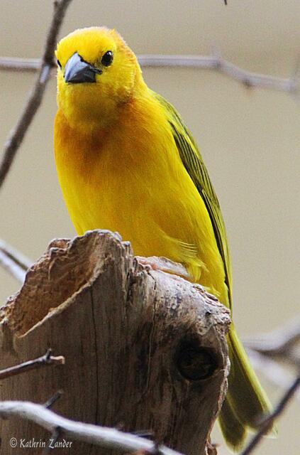 Die Queen war doch heute auch in Gelb