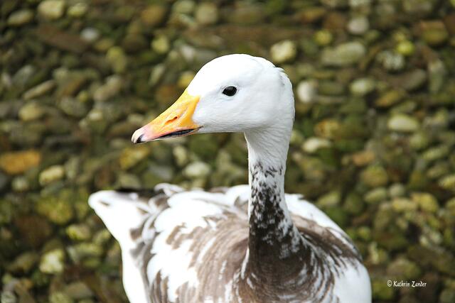 aber nicht bei mir mein Wasser bleibt SAUBER!