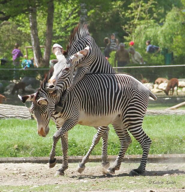 Bleib stehen die Frisur sitzt noch nicht