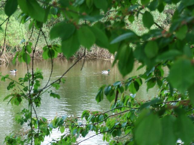 Enten auf der Eder