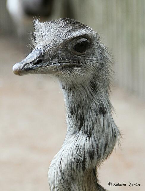 ich hab schon nen Knoten im Hals